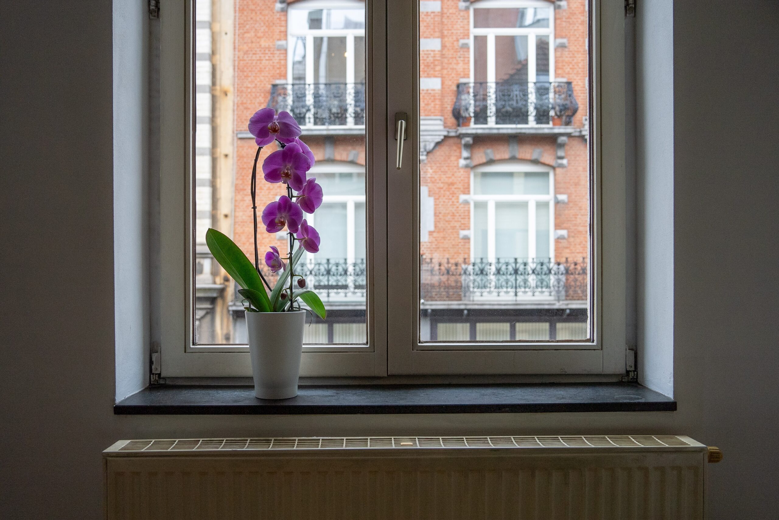 Guide to taking care of orchids in cold climates learn gardening indoors